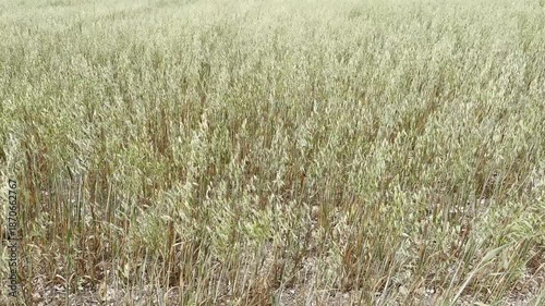 Harvesting Crops in a Field on a Sunny Day in Late Summer