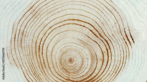 Fotografi Macro banner of wood timber of juniper tree rings, natural geometric pattern, abstract nature background