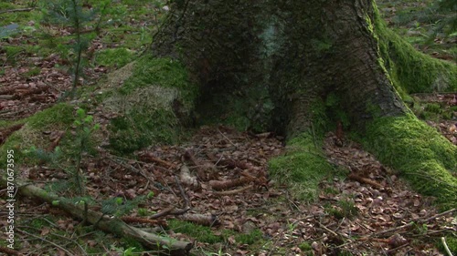 gnawed pine cones lying on forest ground in woodland