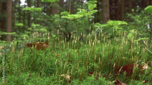 blooming moss on forest floor in spring close up