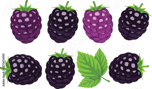 Fresh blackberry fruit collection with ripe berries, leaves, vibrant colors, and detailed textures in realistic vector illustration