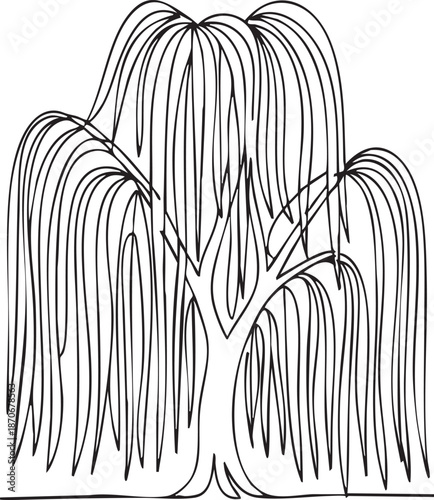 A minimalist line drawing of a weeping willow tree with long drooping branches on a white background with illustration and nature and botany