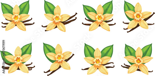Beautiful vanilla flower collection with green leaves and aromatic vanilla pods in detailed botanical floral vector illustration