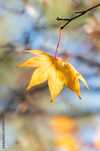 秋晴れのなか金色に輝く美しいフウノキの葉