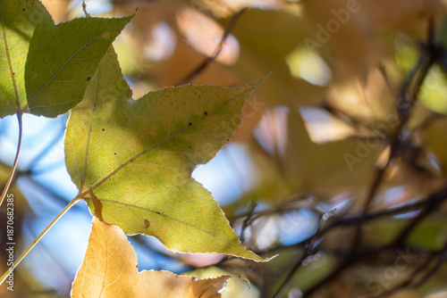 秋晴れのなか金色に輝く美しいフウノキの葉