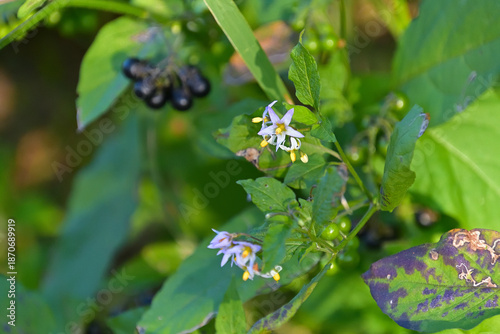 アメリカイヌホオズキの花