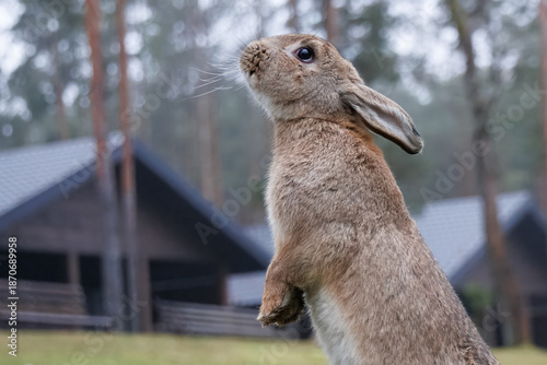 Billede på lærred Close-up of a cute grey-furred rabbit standing on its hind legs perpendicular to the camera lens on a cloudy autumn day