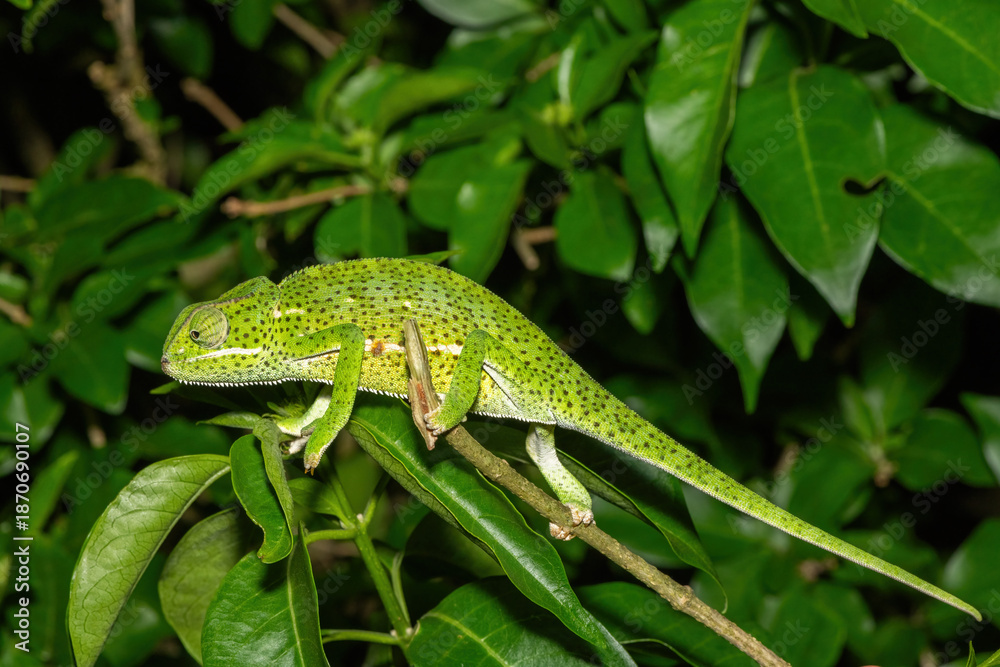Fototapeta premium A cute flap-necked chameleon (Chamaeleo dilepis) displaying its beautiful camouflage in a small tree in KwaZulu-Natal, South Africa