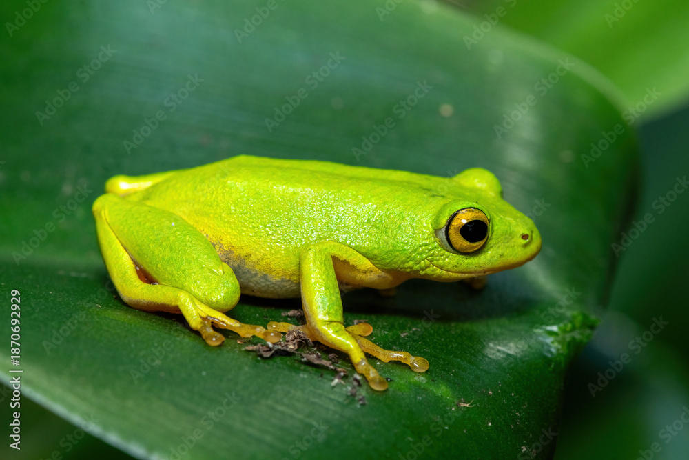 Fototapeta premium A gorgeous green Tinker Reed Frog (Hyperolius tuberilinguis) perched on dense vegetation, ready to jump. St Lucia, KwaZulu-Natal, South Africa