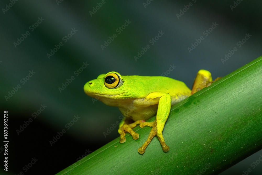 Obraz premium A gorgeous green Tinker Reed Frog (Hyperolius tuberilinguis) perched on dense vegetation, ready to jump. St Lucia, KwaZulu-Natal, South Africa