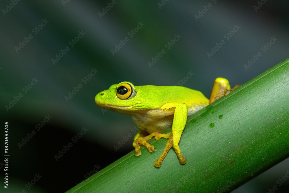 Naklejka premium A gorgeous green Tinker Reed Frog (Hyperolius tuberilinguis) perched on dense vegetation, ready to jump. St Lucia, KwaZulu-Natal, South Africa