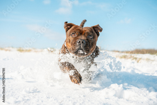 Chien dans la neige