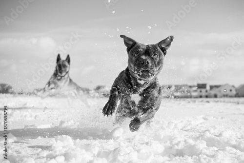 Chiens dans la neige
