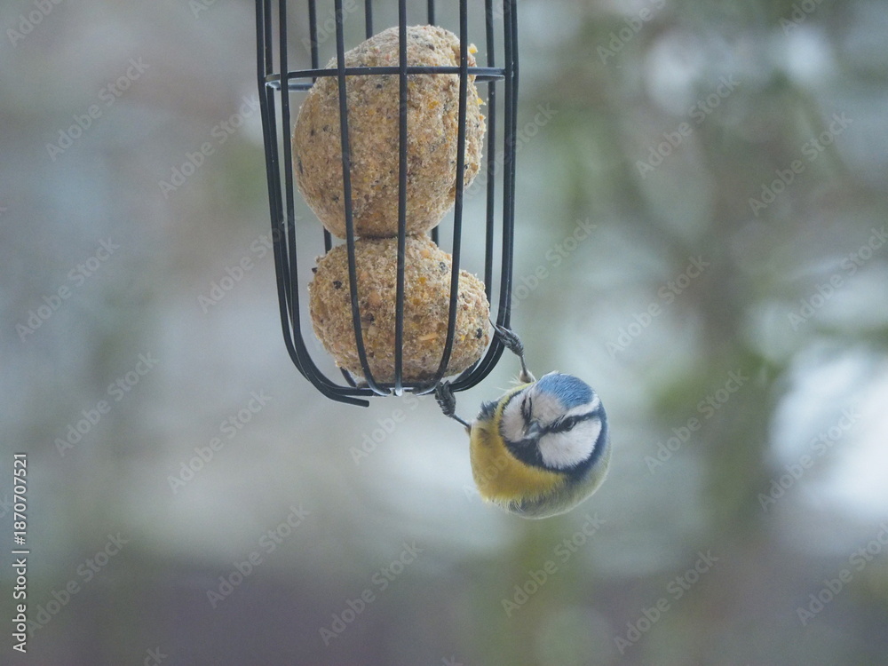 Ταπετσαρία Blue Tit Bird Feeding on Suet Balls