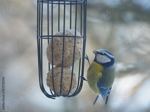 Canvas-taulu Blue Tit Bird Feeding on Suet Balls
