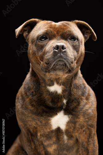 Portrait de chien en studio