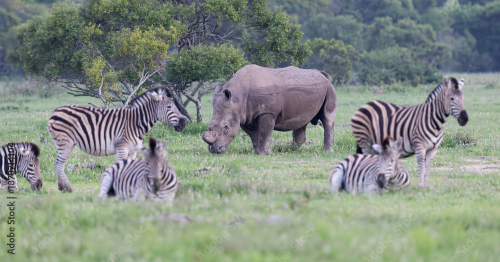 Fototapeta premium a white rhino surrounded by a herd of zebra