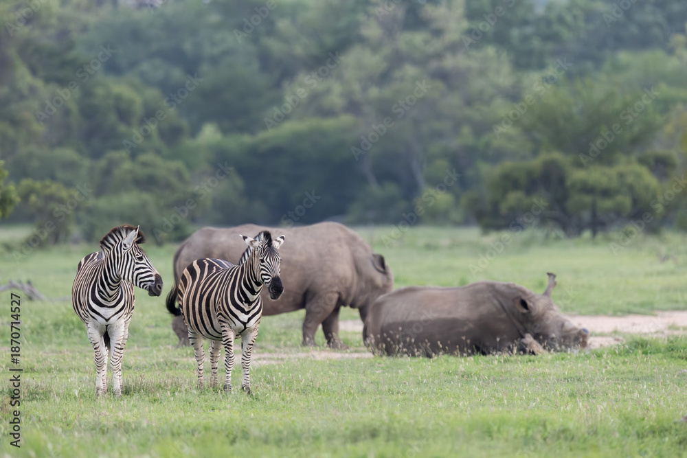 Fototapeta premium a white rhino surrounded by a herd of zebra