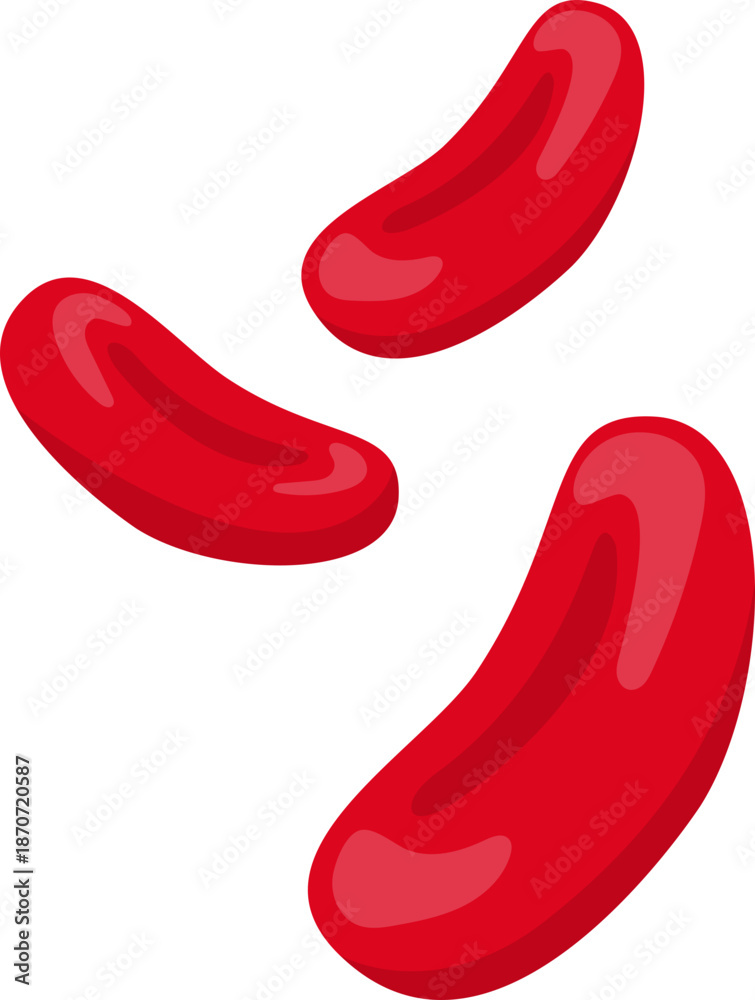 Fototapeta premium Red Blood Cell Vector Illustration