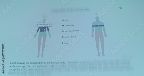 Pictorial chart illustrating the average body composition of a woman and a man