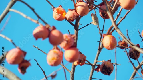 青空を背景に揺れる木守柿。鳥が食べた痕跡
