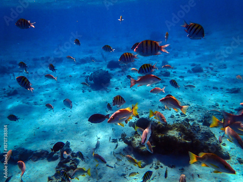 Underwater life of Rum Point, Grand Cayman