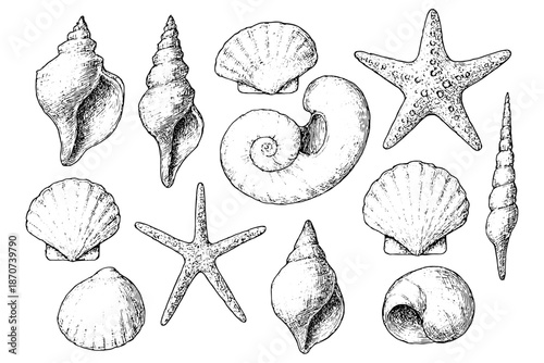 set of shells,
Hand Drawn Sea Shells Vector Set, Vintage Line Art Collection