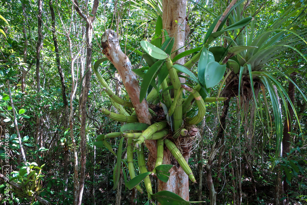 Obraz premium Caribbean flowers of Queen Elizabeth botanical garden, Grand Cayman