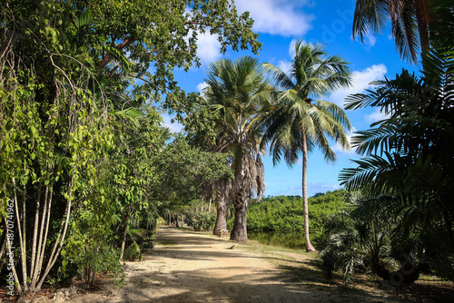 Εκτύπωση καμβά Queen Elizabeth II Botanic Park landscape, Grand Cayman