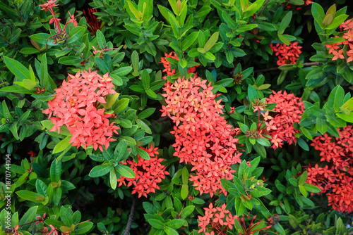 Quadro su tela Caribbean flowers of Queen Elizabeth botanical garden, Grand Cayman