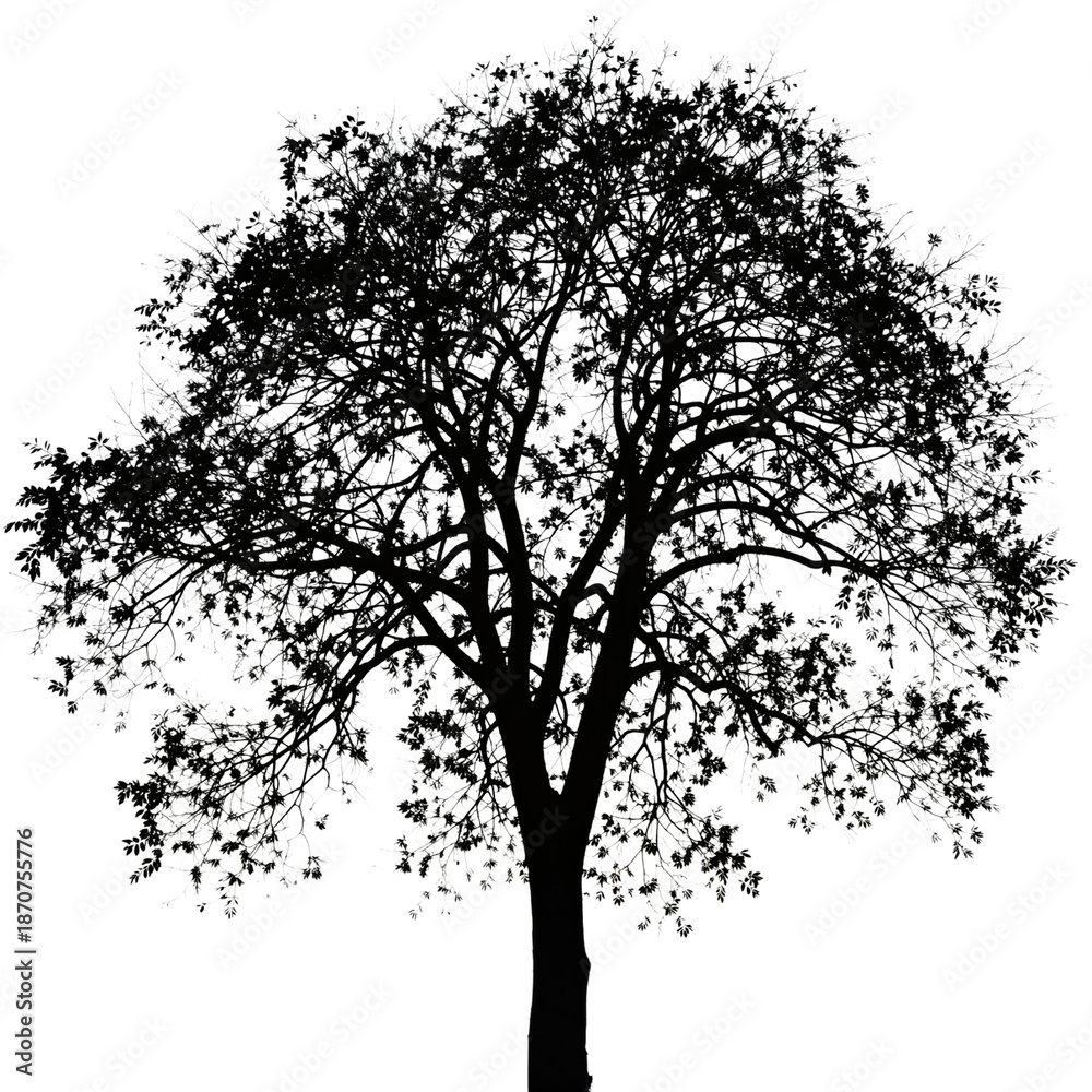 Fototapeta premium Large tree silhouette with intricate branches