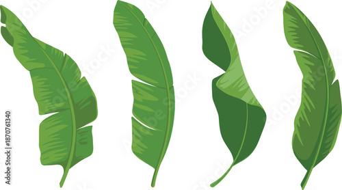 Green banana leaf vector set, tropical exotic foliage icons, organic palm tree leaves for nature design