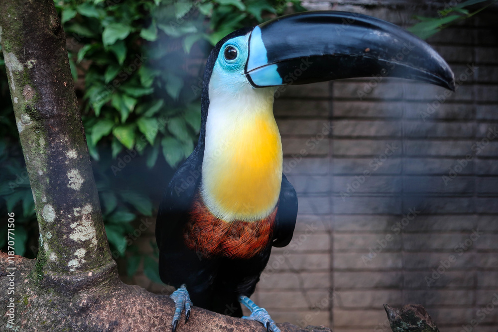 Fototapeta premium Cute toucan bird view, Trinidad