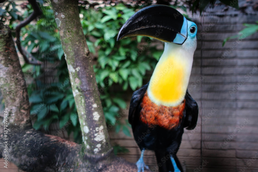 Naklejka premium Cute toucan bird view, Trinidad