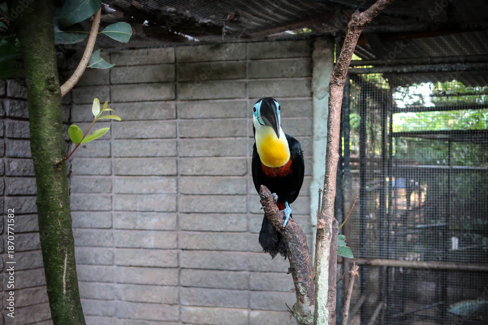 Fototapeta premium Cute toucan bird view, Trinidad
