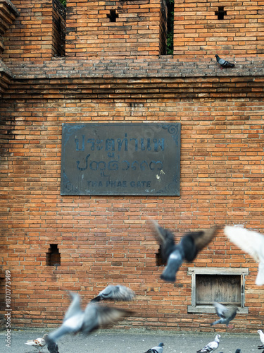 Large flock of pigeons in front of Tha Phae Gate historic wall in Chiang Mai