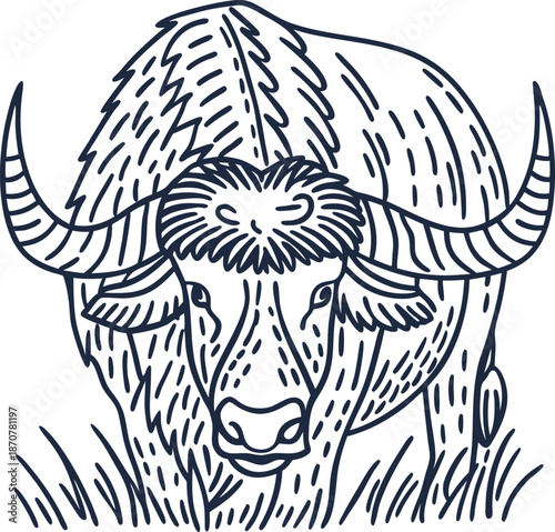 Water buffalo detailed line art drawing, grazing wild animal with large curved horns and shaggy fur