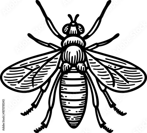 Black and white detailed illustration of a fly with transparent wings and segmented body parts