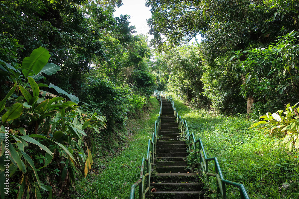 Obraz premium Jungle forest view near Soufriere town, Saint Lucia