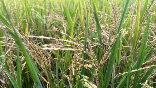 rice in the field