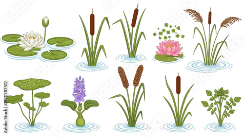 Assorted aquatic plants and flowers illustrated in a serene pond environment from a top-down viewpoint