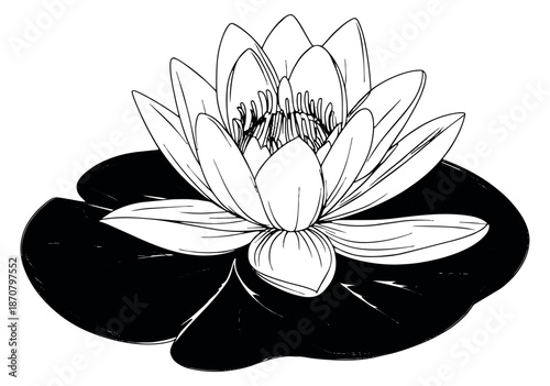 Hand drawn line art illustration of a lotus flower depicting blooming on a lily pad for nature and botanical designs