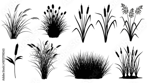 Various aquatic plants silhouetted against a white background, showcasing diverse foliage and growth patterns in a serene environment.