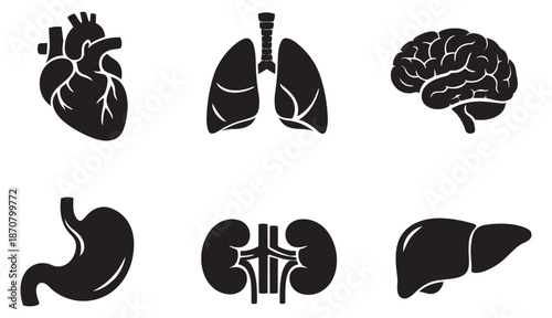 Minimalist human organs set featuring heart, lungs, brain, stomach, kidneys, and liver for medical education