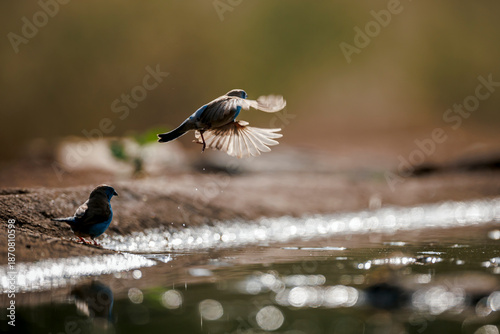 Fotografija Blue-breasted Cordonbleu taking off from waterhole backlit in Greater Kruger Nat