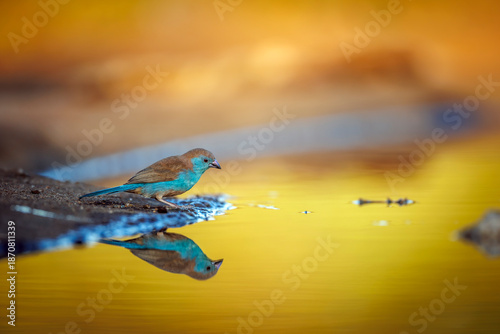 Blue-breasted Cordonbleu standing along waterhole in morning light with reflection in Greater Kruger National park, South Africa ; Specie Uraeginthus angolensis family of Estrildidae