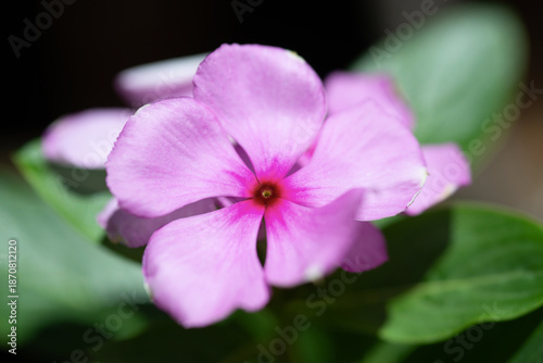 Pervenche de Madagascar