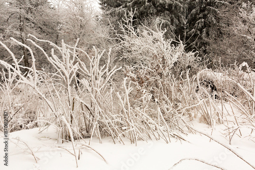 Branches d'arbustes recouvertes de neige et de givre en forêt, paysage d'hiver, jour blanc, plan rapproché