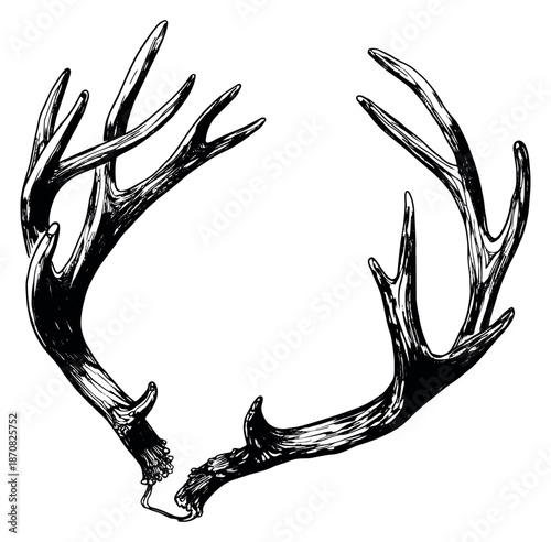 Engraved style antlers set featuring a pair of deer antlers for rustic and outdoor themed designs