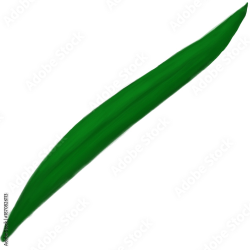 Long Slim Leaf Illustration